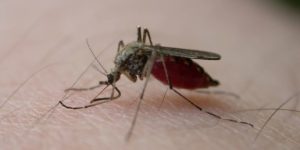 Why You Should Leave Mosquito Pest Control Services to the Professionals